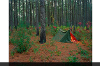 Tent Pines - 2011, 20”x25”, archival pigment print  